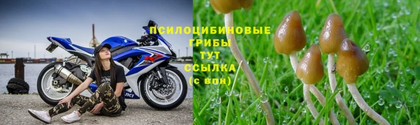 сатива Нефтекумск